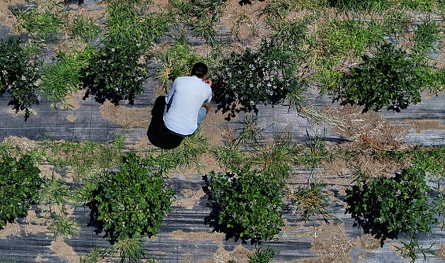 DEDESİNDEN KALAN ARAZİYİ MAVİ YEMİŞ ARAZİSİNE DÖNÜŞTÜRDÜ