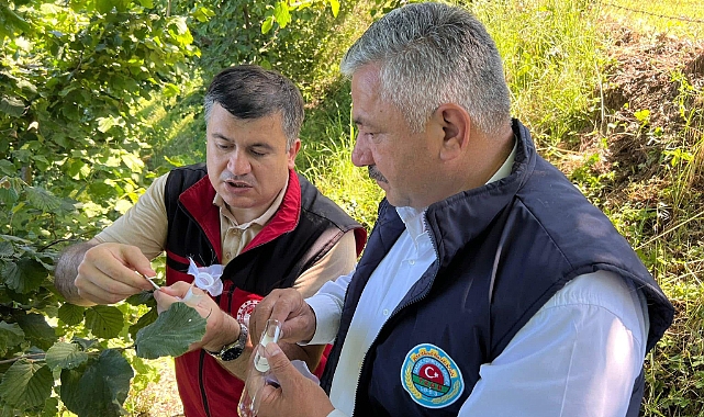 FINDIK HASADI ÖNCESİ 'KRİTİK HAZIRLIKLAR' YOĞUNLAŞTI