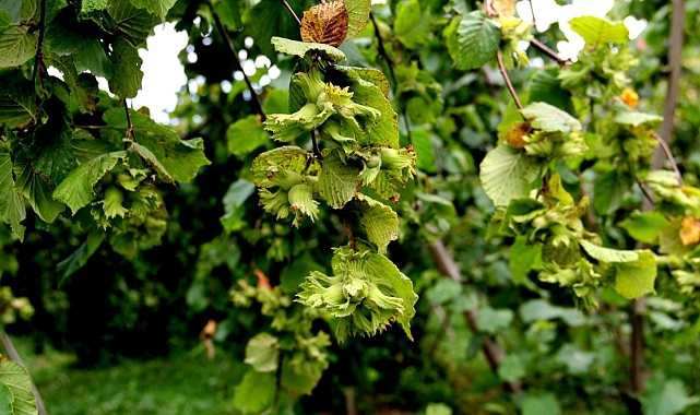 FINDIK HASAT TARİHLERİ BELİRLENDİ