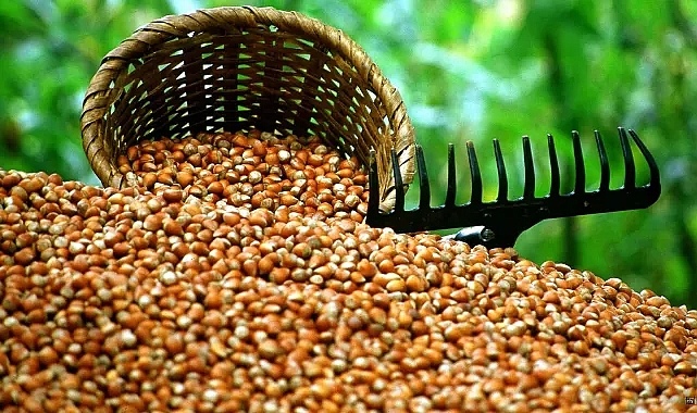 FINDIKTA REKOLTE ÇAKILDI... FİYAT NE KADAR OLACAK?