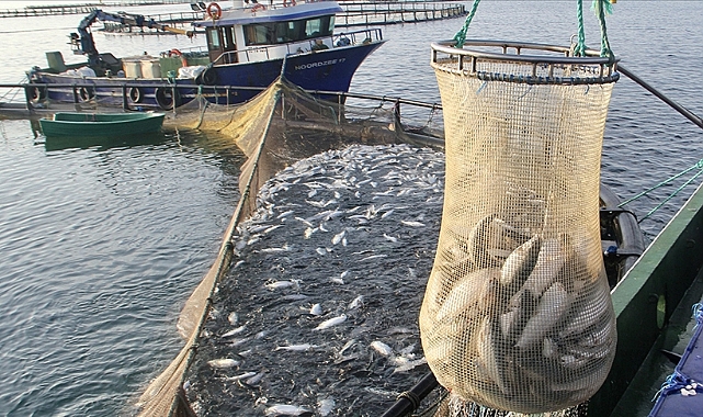 SOMON İHRACATI 81.5 MİLYON DOLARI AŞTI