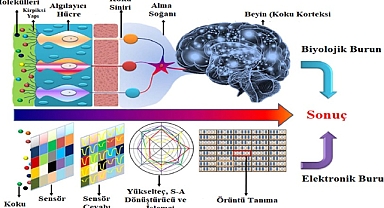 AKCİĞER KANSERİNDE ERKEN TANI İÇİN 'ELEKTRONİK BURUN'