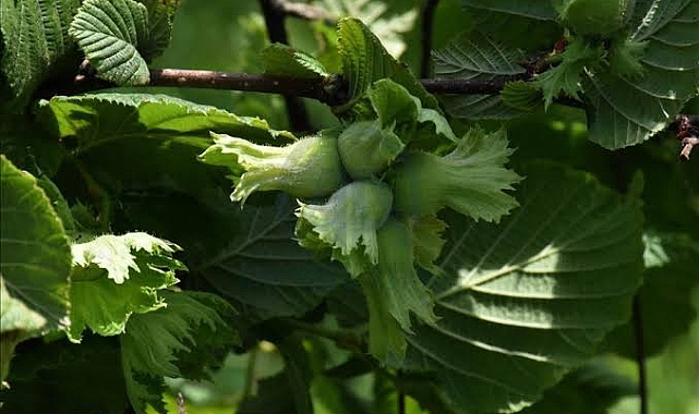 FINDIK FİYATI AÇIKLANDI... HAYAL KIRIKLIĞI!