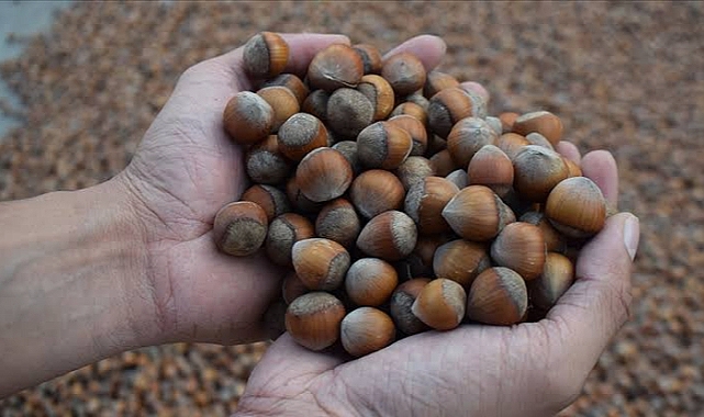 FINDIK FİYATLARI 200 TL'NİN ÜZERİNDE