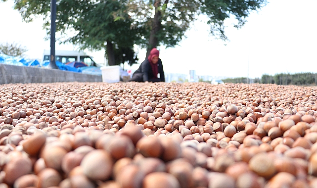 FINDIK KURUTMA MESAİSİ BAŞLADI