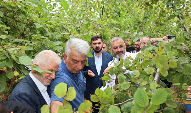 FOŞA FINDIĞI HASADI BÜYÜK İLGİ GÖRDÜ