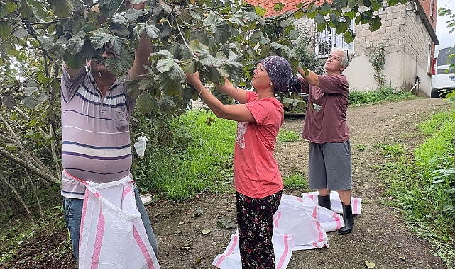 TRABZON VE GİRESUN'DA FINDIK HASADI BAŞLADI