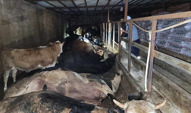 ACI OLAY... 6 BÜYÜKBAŞ HAYVAN ELEKTRİK AKIMINA KAPILDI