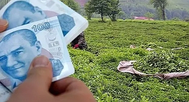 ÇAYKUR, YAŞ ÇAY BEDELLERİNİ HESAPLARA AKTARDI 