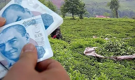 ÇAYKUR, YAŞ ÇAY BEDELLERİNİ HESAPLARA AKTARDI