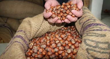 FINDIK FİYATLARI 400 TL'Yİ BULACAK! 