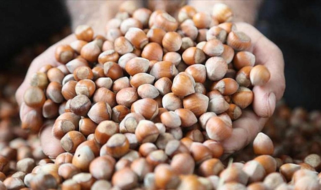 FINDIK FİYATLARI ÇAKILDI!