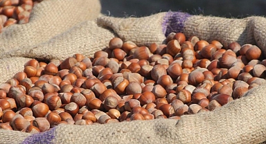 FINDIK FİYATLARI YENİDEN YÜKSELİŞE GEÇTİ