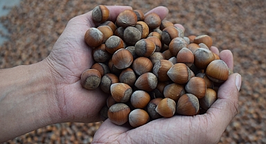 FINDIK FİYATLARI ZİRVE YAPTI... 400 TL BEKLENTİSİ! 