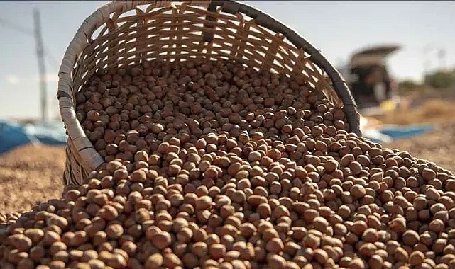 FINDIK FİYATLARI ZİRVEYE DOĞRU... FİYAT ARTIRAN ARTIRANA