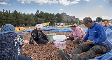 FINDIK ÜRETİCİLERİ ŞEBİNKARAHİSAR'A AKIN ETTİ 