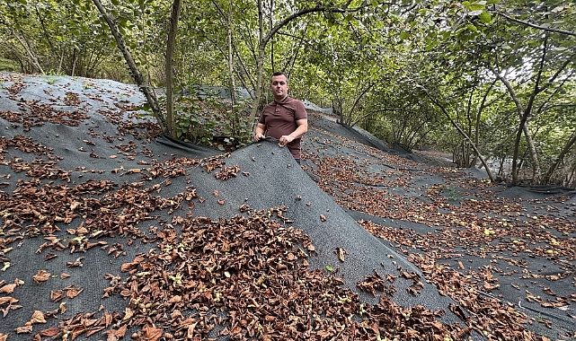 FINDIKTA FİLE ÖRTÜSÜ: HEM VERİMİ ARTIRIYOR HEM DE MALİYETİ DÜŞÜRÜYOR