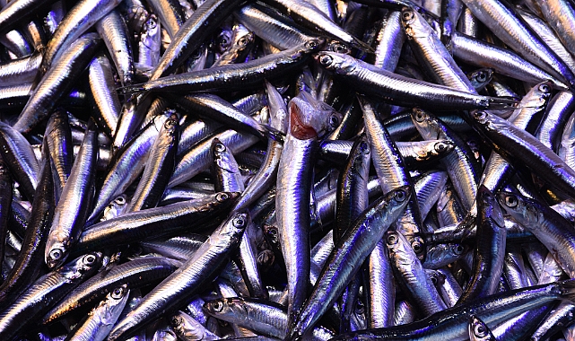 HAMSİ İHRACATI 9.9 MİLYON DOLARA ULAŞTI!