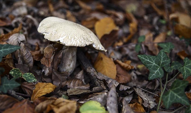 MANTAR HASTANELİK ETTİ... AMAN DİKKAT!