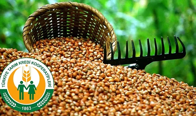 TARIM KREDİ FINDIK ÜRETİCİSİNİN YÜZÜNÜ GÜLDÜRDÜ: YÜKSEK FİYAT!