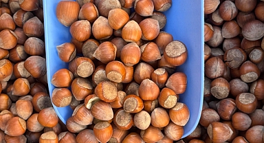 TÜRK FINDIĞI JAPONYA, ŞİLİ VE ÇİN'DE TANITILACAK