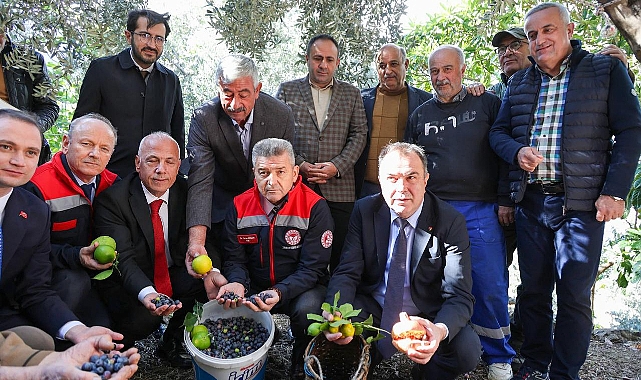 ARTVİN'DE 'BUTKO ZEYTİNİ' HASADI BAŞLADI