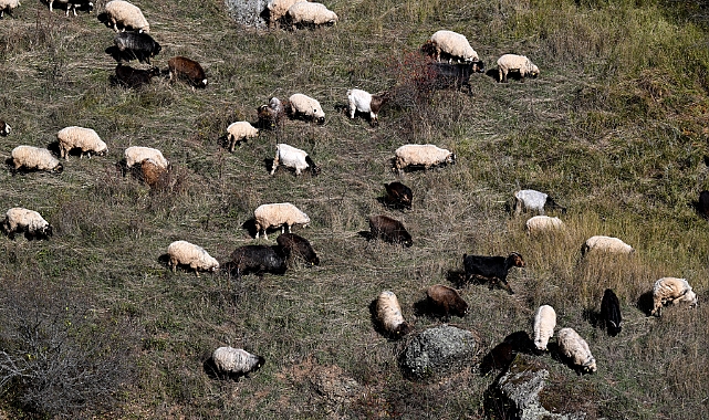 BESİCİLER SONBAHAR MESAİSİNDE