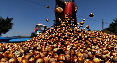 FINDIK FİYATINDA ÜRETİCİNİN BEKLENTİSİ 500 TL!