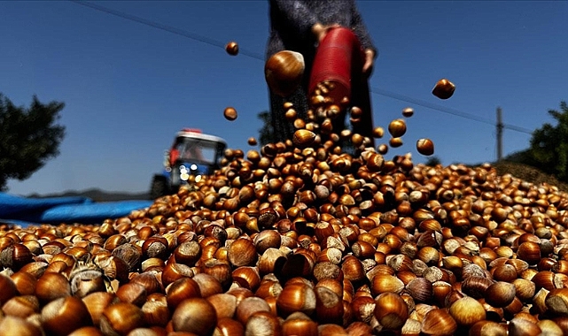 FINDIK FİYATINDA ÜRETİCİNİN BEKLENTİSİ 500 TL!