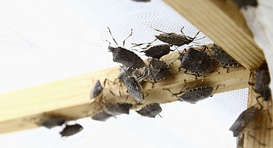 KAHVERENGİ KOKARCAYI KIŞLAKLARDA İMHA EDİN! 