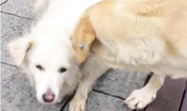 SOKAKTA YÜREK ISITAN GÖRÜNTÜ