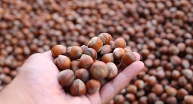 TRABZON'DA FINDIK FİYATLARI YENİDEN YÜKSELİŞE GEÇTİ 