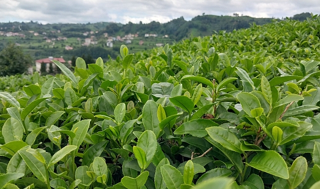 TÜRK ÇAYI İHRACATI 22 MİLYON DOLARI AŞTI
