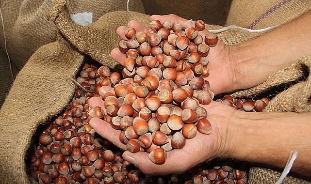 TÜRK FINDIĞI 146.8 MİLYON DOLAR KAZANDIRDI