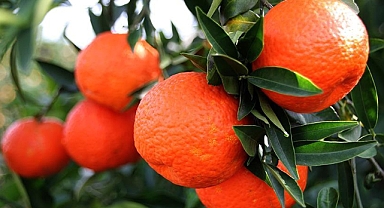 6 BİN 100 KİLOGRAM MANDALİNA İMHA EDİLDİ