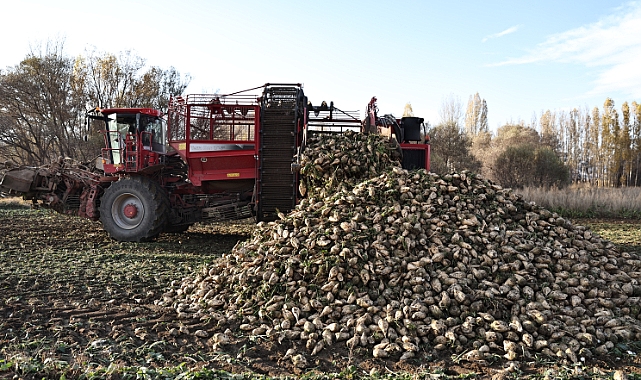 BÖLGEMİZDE ŞEKER PANCARI ÜRETİMİ 6 KAT ARTTI