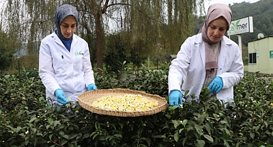 ÇAYMER, BU YIL 50 KİLOGRAM ÇİÇEK ÇAYI ÜRETTİ