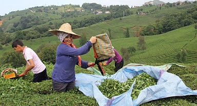 ÇAYSİAD BAŞKANI KAR: GENÇLER ÇAYDAN UZAKLAŞIYOR