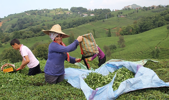 ÇAYSİAD BAŞKANI KAR: GENÇLER ÇAYDAN UZAKLAŞIYOR