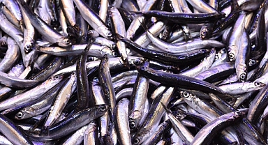 HAMSİ İHRACATI YÜZLERİ GÜLDÜRDÜ: 12 MİLYON DOLARLIK DEV GELİR 