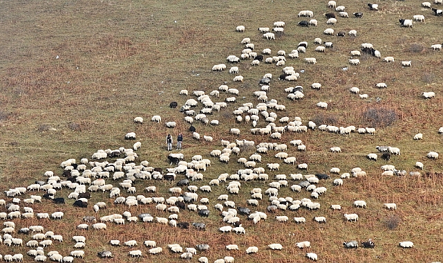 SAVERİKSA YAYLASINDA BESİCİLER MESAİDE