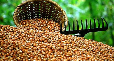 FINDIK FİYATLARI ARTACAK MI? 