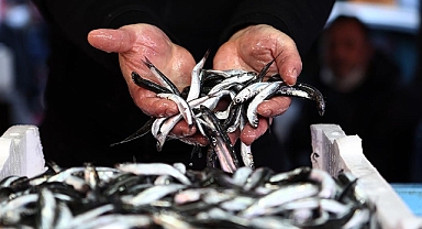 HAMSİ 14.4 MİLYON DOLAR KAZANDIRDI 