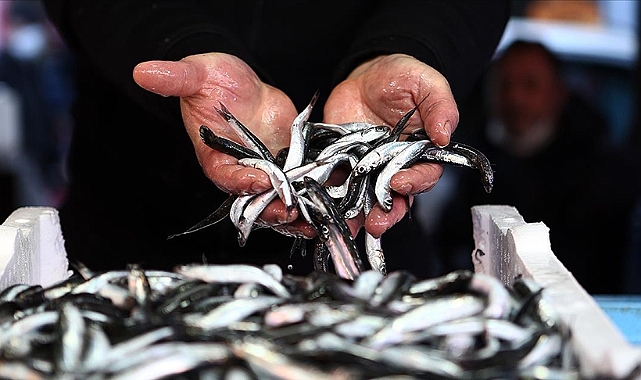 HAMSİ 14.4 MİLYON DOLAR KAZANDIRDI