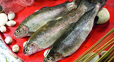 SOMON İHRACATI 164 MİLYON DOLARI AŞTI 