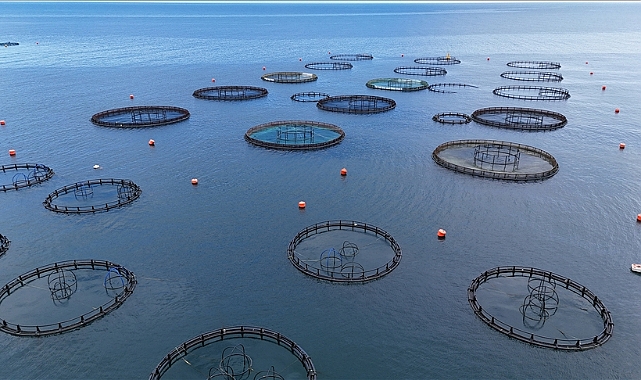 TÜRK SOMON İHRACATINDA HEDEF MİLYAR DOLARA ULAŞMAK