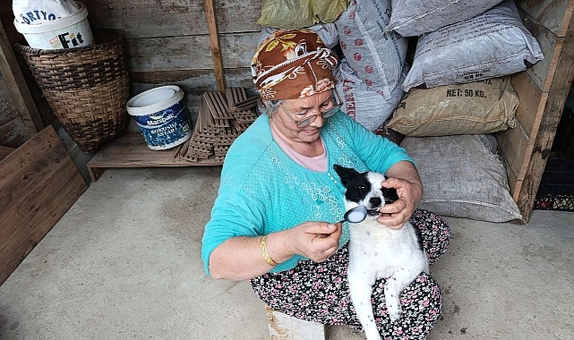 ELİ ÖPÜLESİ ANNE... YARALI KÖPEĞİ ANNE ŞEFKATİYLE HAYATA DÖNDÜRDÜ