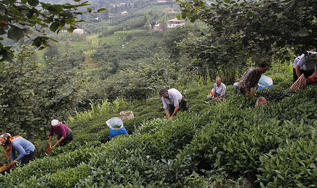 ÇAY SEKTÖRÜNDE FİYAT DENGESİ SAĞLANMALI