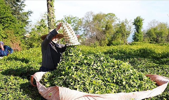 CHP'Lİ DENİZ ÇAY SEKTÖRÜ İÇİN ÖNERİLERİNİ SIRALADI