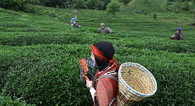 ÇKS'YE KAYITLI YAŞ ÇAY ÜRETİCİSİNE MAZOT VE GÜBRE DESTEĞİ